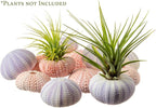 Nautical Crush Trading Sea Urchins Shells for Air Plants - 6 Pink & 6 Purple Sea Urchin Shells - Hanging Air Plant Holder - Air Plants Live Holders - Air Plant Pot - No Plants Included
