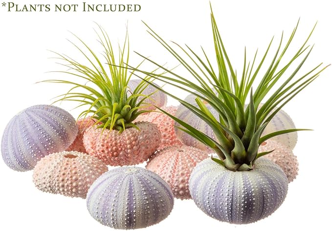 Nautical Crush Trading Sea Urchins Shells for Air Plants - 6 Pink & 6 Purple Sea Urchin Shells - Hanging Air Plant Holder - Air Plants Live Holders - Air Plant Pot - No Plants Included