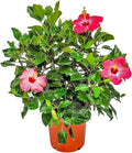 Hibiscus Bush Plant - Pink Flower - Overall Height 26" to 28" - Tropical Plants of Florida (Plant Only)