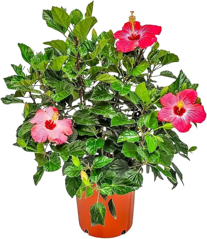Hibiscus Bush Plant - Pink Flower - Overall Height 26" to 28" - Tropical Plants of Florida (Plant Only)