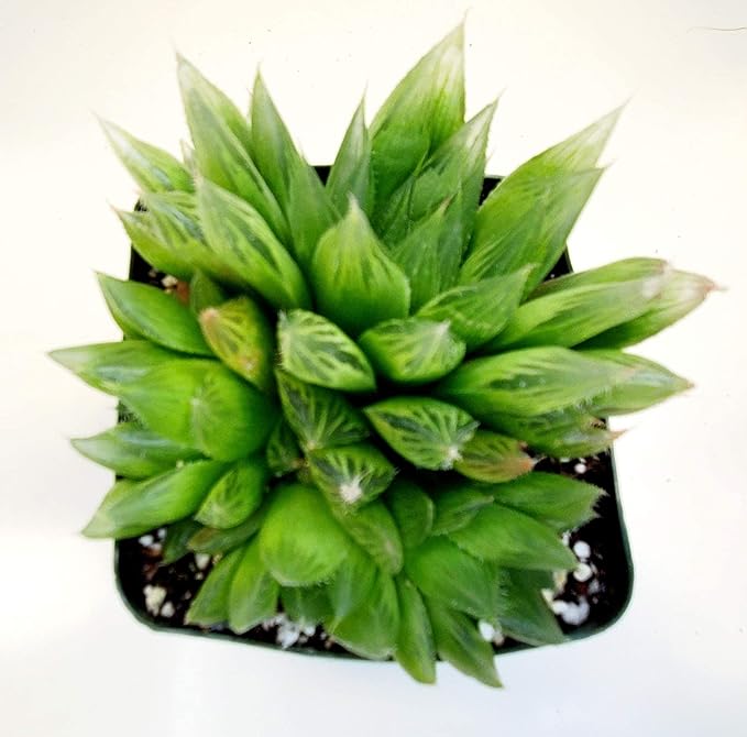 Fat Plants San Diego FATPLANTS Succulent Plant(s) Fully Rooted in 4 inch Planter Pots with Soil - Real Succulent Live Potted Succulents/Unique Indoor Cactus Decor (1, haworthia cooperi)