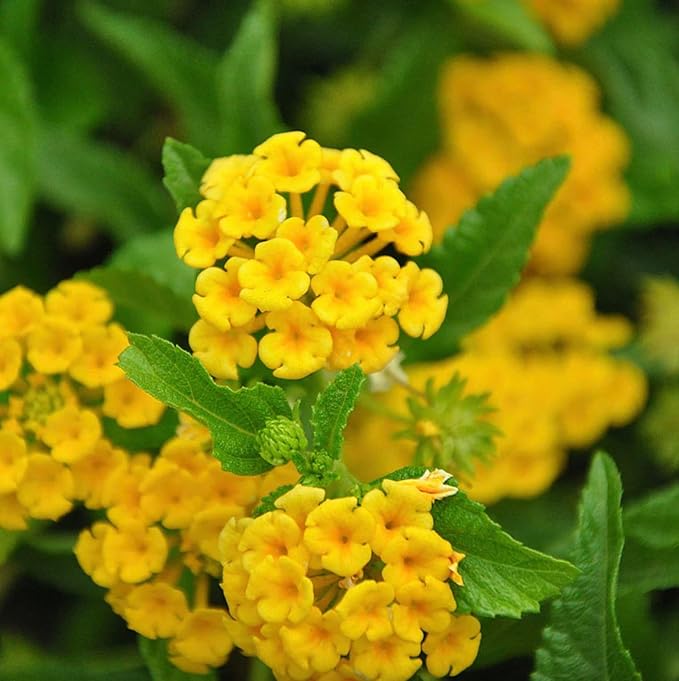 Lantana Plants Live - Chapel Hill Gold Pack of 3 Lantana Live Plants for Planting - 4-6 Inches Tall - Pollinator-Friendly, Container-Friendly, Easy Care
