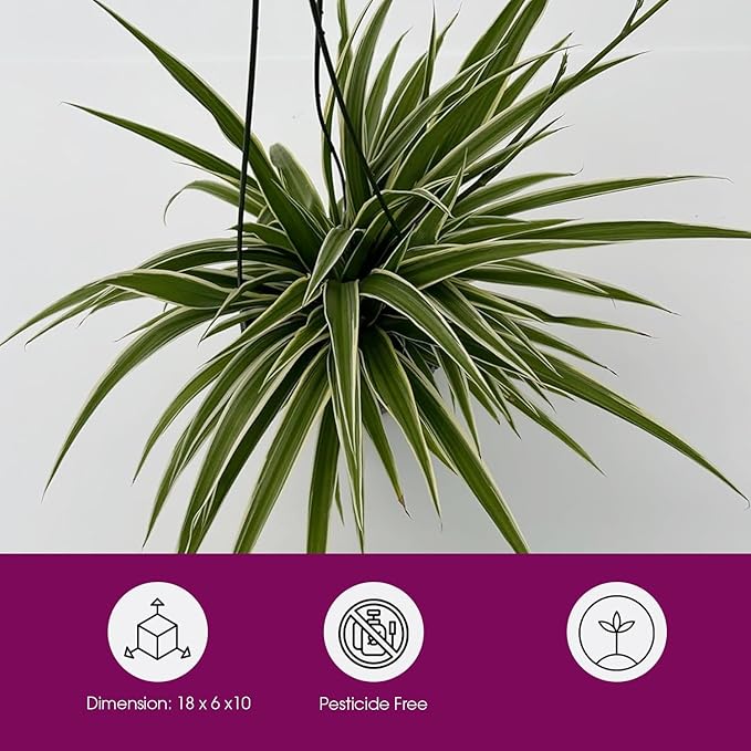 Live Variegated Ocean Spider Plant in Basket - Chlorophytum Comosum Plant for Home, Garden & Office Decor - Easy to Grow Air Purifying Houseplant Striped Foliage - Easy to Care (1)