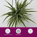 Live Variegated Ocean Spider Plant in Basket - Chlorophytum Comosum Plant for Home, Garden & Office Decor - Easy to Grow Air Purifying Houseplant Striped Foliage - Easy to Care (1)
