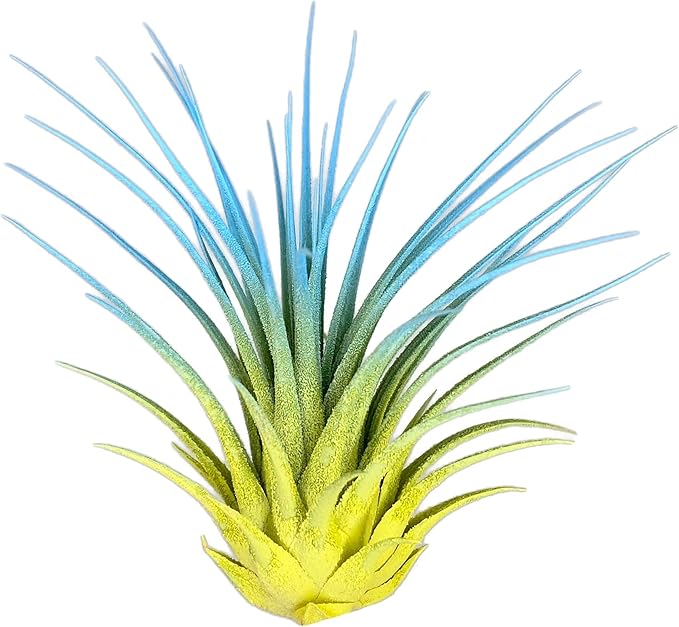 Rainbow Tillandsia Air Plant, Tillandsia Air Plant, Airplant, Air Purification, House Plant, Home Decor & Gift, Live Plant, Healthy Arrival Guarantee (Yellow/Baby Blue)
