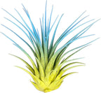 Rainbow Tillandsia Air Plant, Tillandsia Air Plant, Airplant, Air Purification, House Plant, Home Decor & Gift, Live Plant, Healthy Arrival Guarantee (Yellow/Baby Blue)
