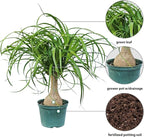 Live Ponytail Palm, Bottle Palm, Elephant Foot Tree, Rare Houseplant, Palm Tree Indoor Potted Plant, Birthday Gift, Housewarming Gift, Christmas Gift in 6" Pot