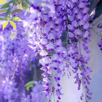 American Purple Wisteria Live Plant in 2.5 Inch Pot | Hardy, Fragrant Purple Flower | Easy-Care Climbing Vine for Landscapes, Fences & Outdoor Garden Décor