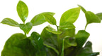 9GreenBox - Arabica Coffee Plant - 4" Pot