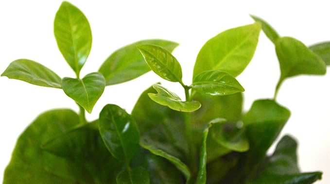 9GreenBox - Arabica Coffee Plant - 4" Pot
