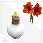 Waxed Amaryllis Bulb – White Wax with Red Blooms – Live Holiday Gift Plant, Easy Care, No Watering Needed