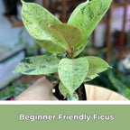 Ficus Shivereana Moonshine Rare Variety Variegated Plants Live Fully Rooted Houseplant for Home Office Wedding Decorations, Birthday Gift, Mother's Day (Heat Pack Included)