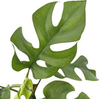 Bumble Plants Rhaphidophora Tetrasperma Mini Monstera 'Ginny' Full Size Live Houseplant | Easy Care, Live Indoor House Plants Fast-Growing Tropical Vine Air-Purifying Houseplant