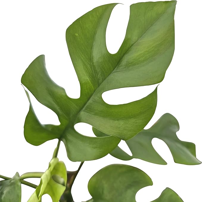 Bumble Plants Rhaphidophora Tetrasperma Mini Monstera 'Ginny' Full Size Live Houseplant | Easy Care, Live Indoor House Plants Fast-Growing Tropical Vine Air-Purifying Houseplant