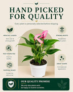 Anthurium Purple Zizou Flowering Live Plant, Houseplant with Long Lasting Blooms, Easy-Care Anthurium for Indoor Decor