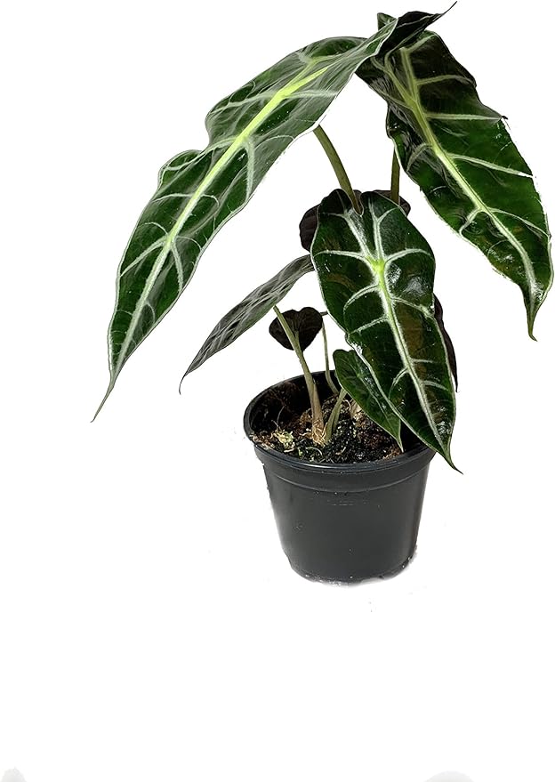 5 Pack Indoor Houseplant Collection - 5 Live Plants in 4 Inch Pots - Grower's Choice Based on Health, Beauty and Availability - Florist Quality Easy to Grow Air Purifying Indoor Plants