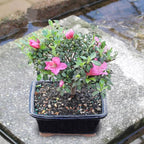 Brussel's Bonsai - Live Satsuki Azalea Flowering Bonsai Tree in Ceramic Bonsai Pot, Outdoor Bonsai Tree Live Plant, 5 Years Old, 5-8 Inches Tall, Easy Care Plant for Patio Garden (Small)