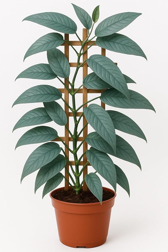 Cebu Blue Pothos Starter Plant - Live Plant in 2 Inch Pot - Excellent House Plant
