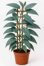 Cebu Blue Pothos Starter Plant - Live Plant in 2 Inch Pot - Excellent House Plant