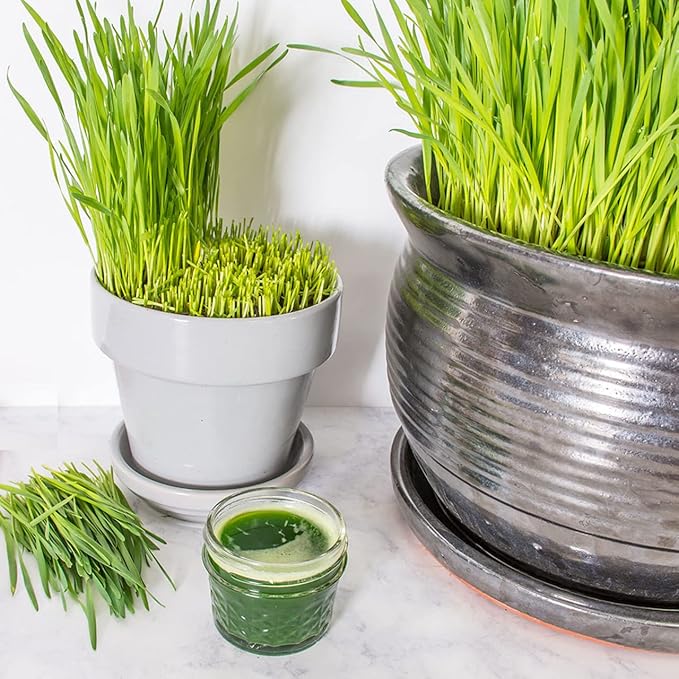 Todd's Seeds Wheatgrass Seeds; Hard Red Winter Wheat, Non-GMO, Chemical Free, High Germination (5 Pounds)