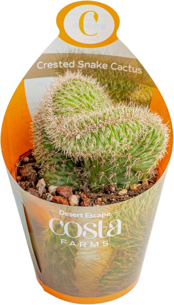 Costa Farms Desert Escape Assorted Variety Rare Cacti Live Plants in Plastic Pots, Easy‑Care Indoor Cactus & Succulent, Houseplant for Room Décor, Housewarming Gifts or Party Favors, 3–5 Inches Tall