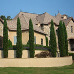 Brighter Blooms - Italian Cypress Tree, 3-4 ft. - No Shipping to AK, AZ, HI