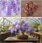 Wisteria Bonsai Tree Seedling for Planting - 1 Year Old Well Rooted Seedling - Fast-Growing Ornamental Tree with Violet-Purple Flowers and Fragrant Sweet Scent
