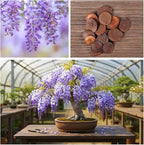 Bonsai Tree Chinese Wisteria Tree Seeds, 10 Pack - Highly Prized Flowering Bonsai, Wisteria sinensis - 10 Seeds to Grow