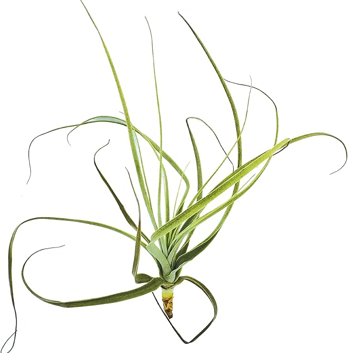 ragnaroc Air Plants - Tillandsia Straminea Jumbo 6-9" - 1ct - Live Arrival Guaranteed - House Plants for Home Decor & Gift