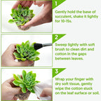Sprout N Green 30 Live Succulent Plants, 6 Assorted Varieties of Real Succulents Potted in 2" Starter Pot with Soil Mix, Rare Small Indoor House Plants for Home Garden Wedding Decor Party Favor
