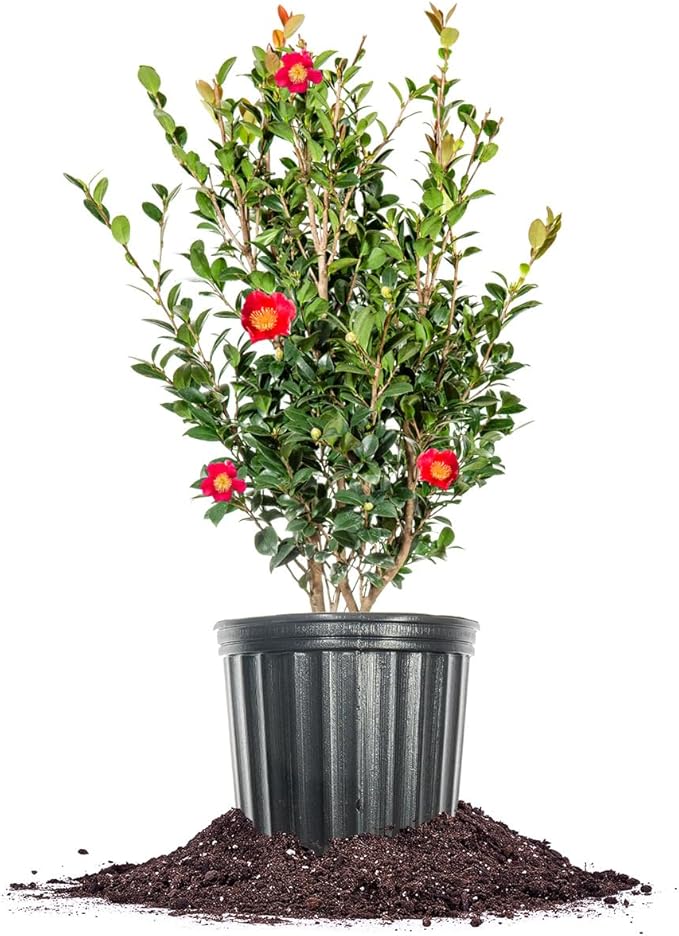 PERFECT PLANTS Yuletide Camellia Bush 1 Gallon | Live Shrub for Outdoor Planting | Beautiful Early Spring Flowers | Red Flower with Yellow Center