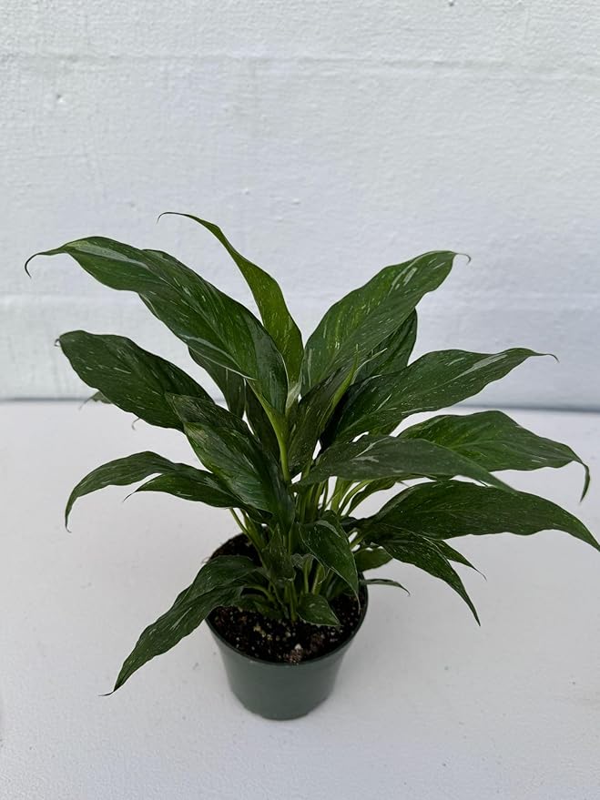 PLANTVERS Peace Lily in a 4” Grow Pot – Live Spathiphyllum – Flowering Air Purifying Plant – Easy Care & Low Maintenance Houseplant – Blooming Gift Plant (Variegated Peace Lily in a 4" Grow Pot)