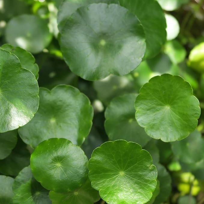 CarpetC 400+ Gotu Kola Seeds for Planting, Ornamental Plants Centella Hydrocotyle vulgaris, Pennywort Aquatic Plant with Round Coin-Shaped Leaves for Ponds, Aquariums & Container Gardens