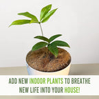 LEAL PLANTS ECUADOR Anthurium Clavigerum (Pack of 2)| Rare Exotic Live Indoor Plants | Heart-Shaped Green Anthuriums for Living Room Décor | Unique Tropical Houseplants | Anthurium Plant Gift