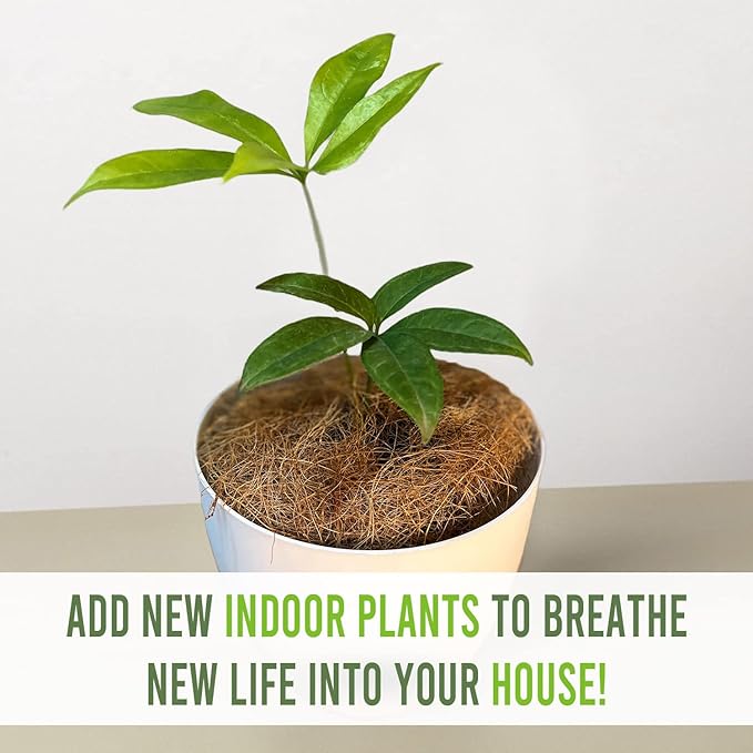 LEAL PLANTS ECUADOR Anthurium Clavigerum (Pack of 2)| Rare Exotic Live Indoor Plants | Heart-Shaped Green Anthuriums for Living Room Décor | Unique Tropical Houseplants | Anthurium Plant Gift