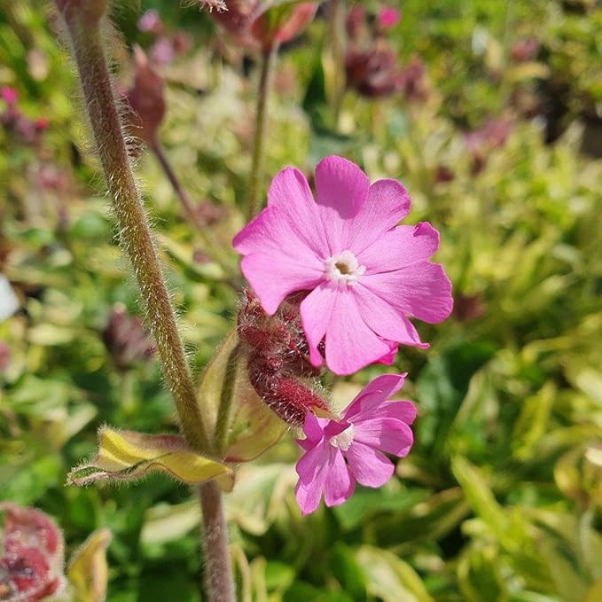 RedCrocus Valley High Campion Silene dioica- Vibrant Pink Blooms, Pollinator Attractant, Shaded Garden or Container Plant, Deer & Pet Safe 1 Gallon (Pack of 5)