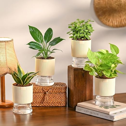 Air Purifier Indoor Plants Combo of 4 | Jade Mini, Peace Lily, Variegated Money & Snake Hahnii in Self Watering Kyoto Pots - Ivory