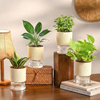 Air Purifier Indoor Plants Combo of 4 | Jade Mini, Peace Lily, Variegated Money & Snake Hahnii in Self Watering Kyoto Pots - Ivory