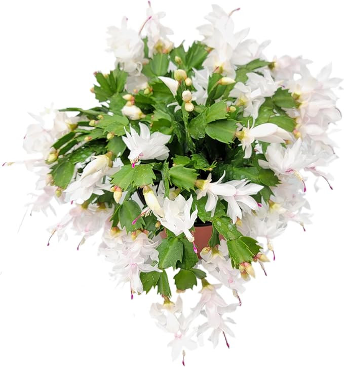Thanksgiving Cactus, Live Indoor Plant, Flowering Houseplant, Christmas Cactus, Pink White Seasonal Blooms, 6-Inch Pot, Pet Safe Holiday Decor, Free Heat Pack