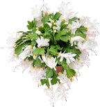 Thanksgiving Cactus, Live Indoor Plant, Flowering Houseplant, Christmas Cactus, Pink White Seasonal Blooms, 6-Inch Pot, Pet Safe Holiday Decor, Free Heat Pack