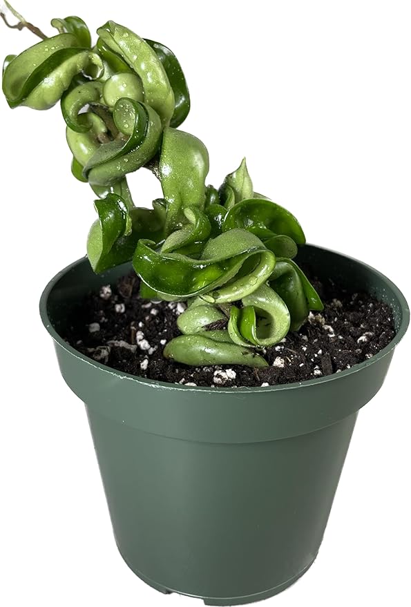 Hoya Compacta aka Hoya Hindu Rope Available in 4 inch Pot with One Plant - Air Purifying Plant - Hoya Plants Live Houseplants - Very Short Right Now