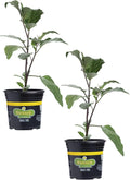 Bonnie Plants Ichiban Eggplant, Live Plant, 1 Gal., 2-Pack