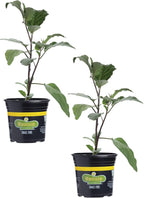 Bonnie Plants Ichiban Eggplant, Live Plant, 1 Gal., 2-Pack