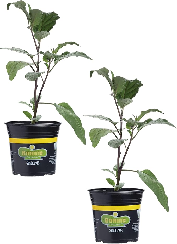 Bonnie Plants Black Beauty Eggplant, Live Plant, 1 Gal., 2-Pack