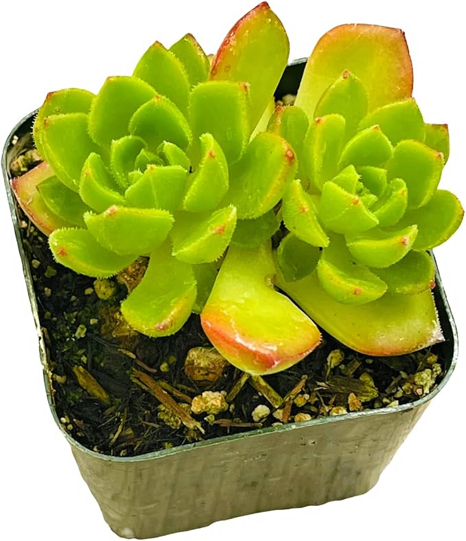 Live Succulent Cactus Plants (2" Pot Sedeveria 'Letizia')