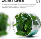 Ultum Nature Systems Anubias Barteri Tissue Culture Live Plant for Aquarium, Aquascape, Freshwater Fish Tanks - 100% Snail Free in Vitro