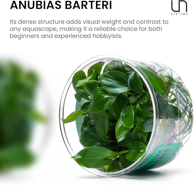 Ultum Nature Systems Anubias Barteri Tissue Culture Live Plant for Aquarium, Aquascape, Freshwater Fish Tanks - 100% Snail Free in Vitro