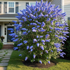 Light Blue Butterfly Bush Live Shrub Plant Shrub, Buddleia Bush Well Rooted, 5 to 10 Inc Tall