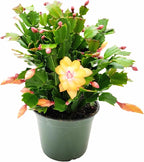 Thanksgiving Cactus, Peach Seasonal Blooms, Live Indoor Plant, Flowering Houseplant, Christmas Cactus, 6-Inch Pot, Holiday Decor, Pet Safe, Free Heat Pack