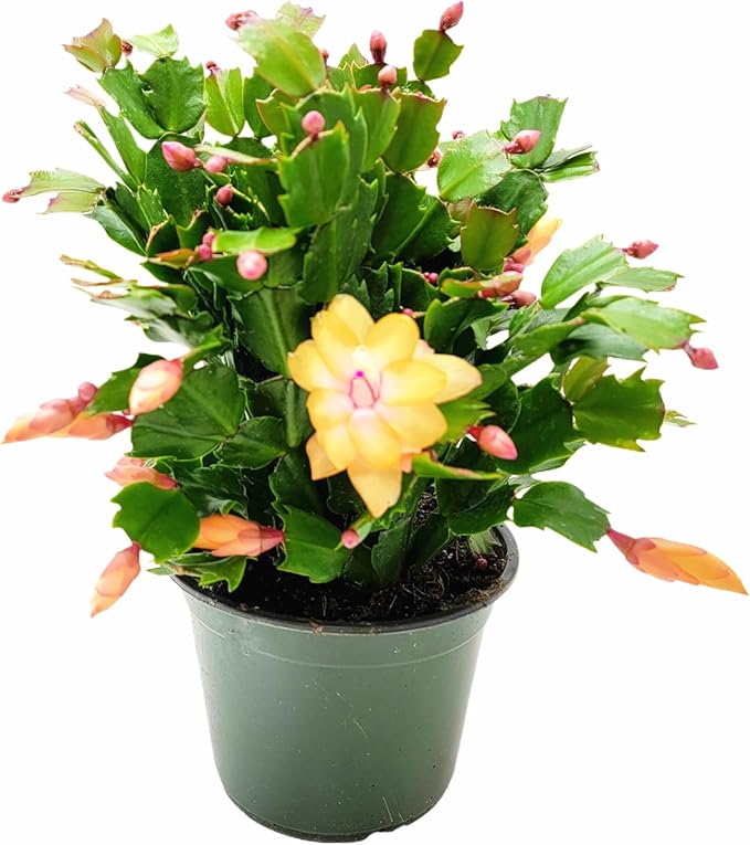 Thanksgiving Cactus, Peach Seasonal Blooms, Live Indoor Plant, Flowering Houseplant, Christmas Cactus, 6-Inch Pot, Holiday Decor, Pet Safe, Free Heat Pack